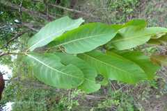 Terminalia tomentosa